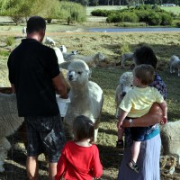 Feeding Alpacas