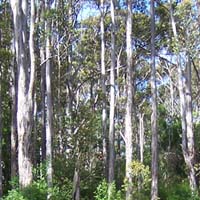 The Karri forests