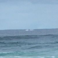 Whale seen from the beach