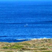 Whale seen from the lookout