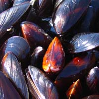 Mussels