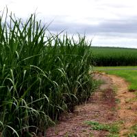 The sugar cane fields